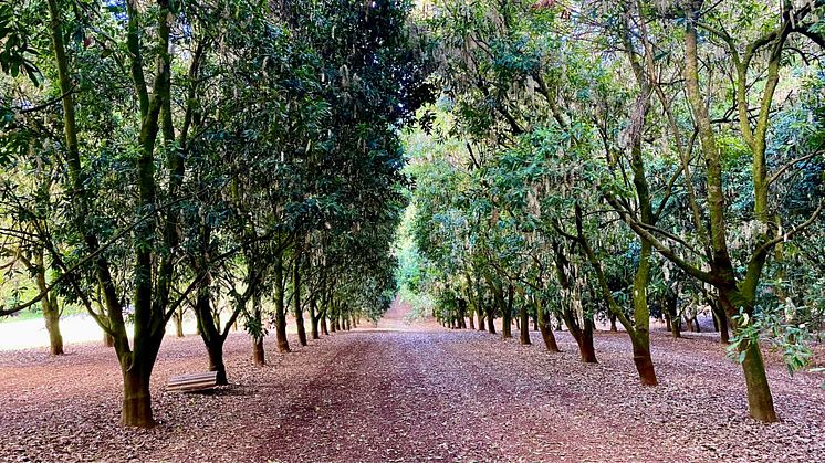 Die Gothaer erweiterte Ende 2022 ihr Portfolio um Investments in Naturkapital. Jetzt wird eine Zuckerrohrplantage in Australien in eine Fläche für den nachhaltigen Anbau von Macadamianüssen umgewandelt und Lebensraum für Wildtiere geschaffen