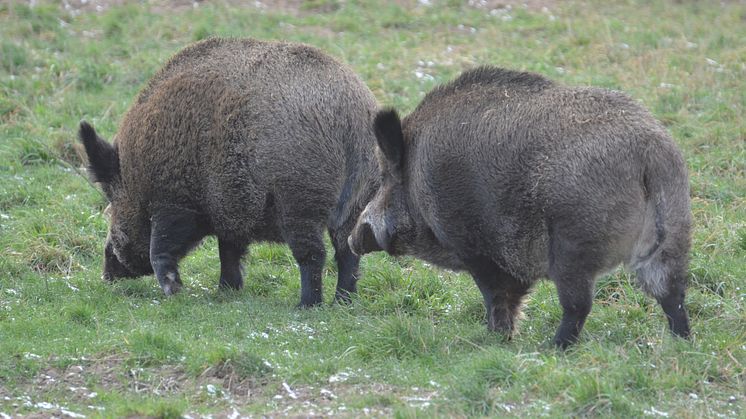 Vildsvinen medger jakt året om - men nu börjar jaktåret på riktigt!