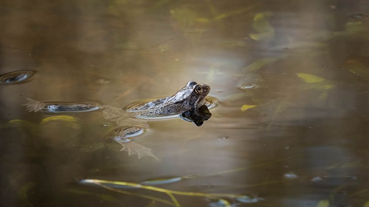 Foto: Hillevi Upmanis, Länsstyrelsen i Västra Götaland