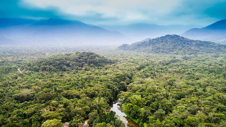Nestlé laajentaa metsien käytön tarkkailua ja lähtee mukaan kehittämään julkista tutkapalvelua