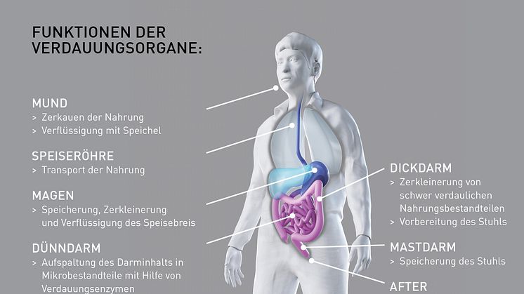 Funktionen der Verdauungsorgane: Vom Essen bis zum Ausscheiden