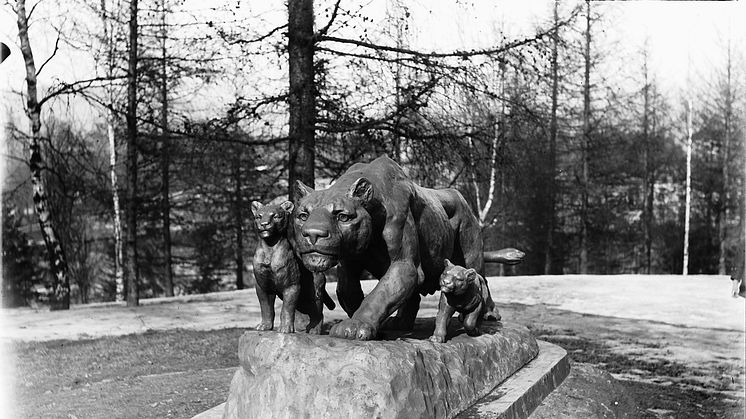 Løvinne med unger i parken på St. Hanshaugen. Løveungen til høyre i bildet er den som er forsvunnet. Foto: Kristoffer Horne