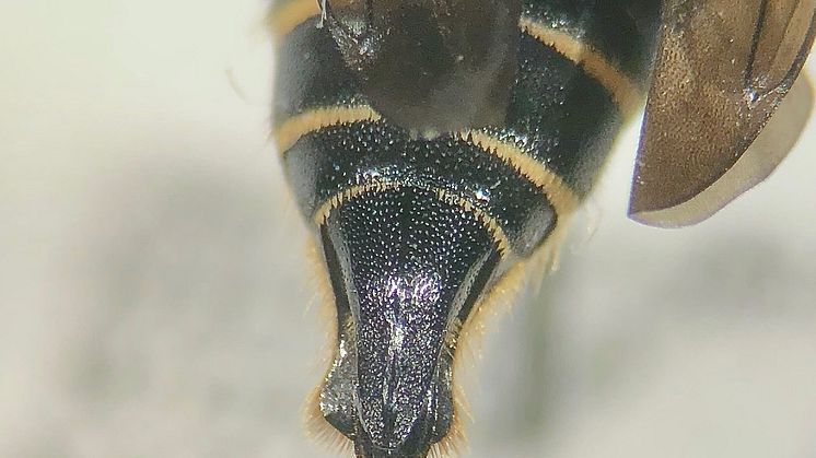 Träkägelbi (Coelioxys alatus)