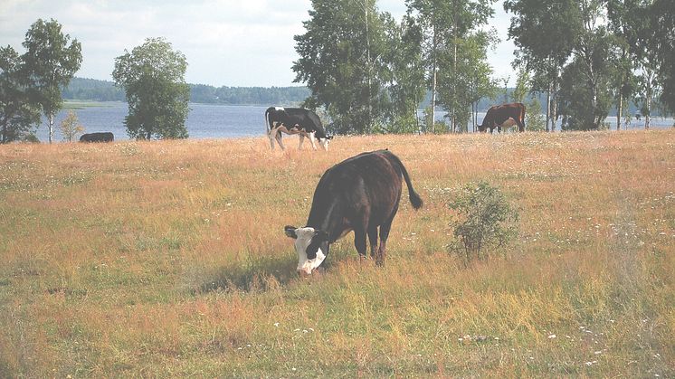 ​Här kan Vallentunas lantbrukare få hjälp vid torka