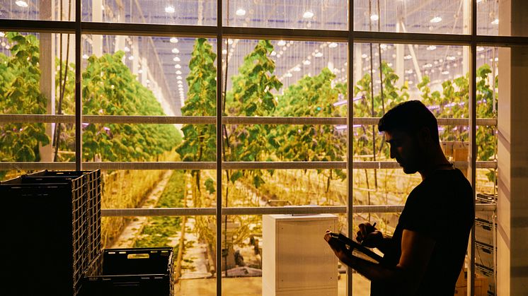 New urban farm will grow cucumbers using AI-technology 