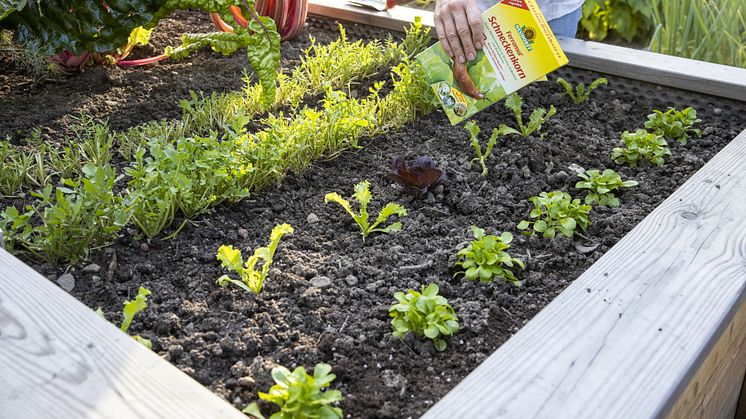 Ferramol Schneckenkorn kann an Zierpflanzen, Gemüsearten und Erdbeeren eingesetzt werden, ohne dass eine Wartezeit bis zur Ernte eingehalten werden muss. 