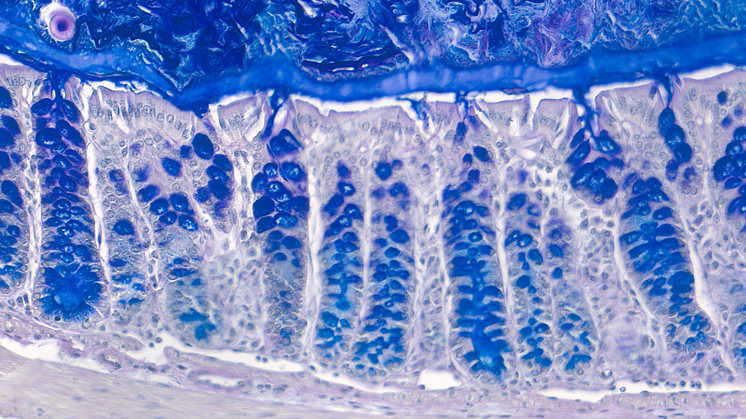 Histology_Cropped_001.png