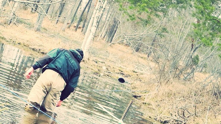 Nya fredningsområden för havsöring på Gotland: "Allt fiske förbjuds under hösten"