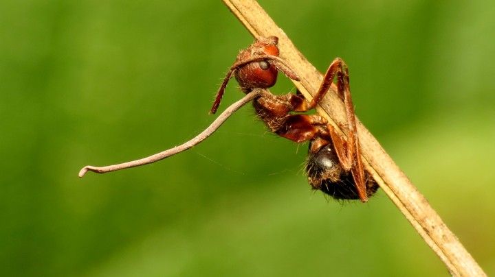 Zombie-svampen dræner myren for næring og dræber den. Bagefter lader den så en lang svampestilk vokse ud af myrens hoved, der efterhånden danner en svulmende kapsel fyldt med svampesporer, der regner ned myretuen . Foto: Katja Schulz / Flickr