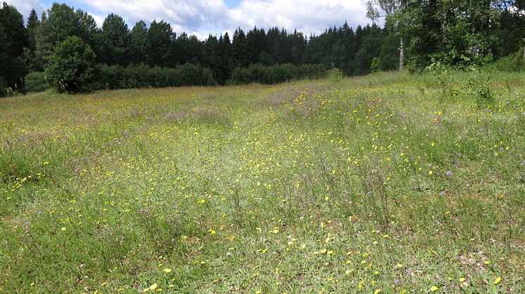 Naturreservat Svartbäcksmåla