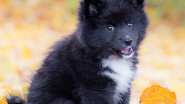 Siri är en blandras mellan finsk lapphund och isländsk fårhund 