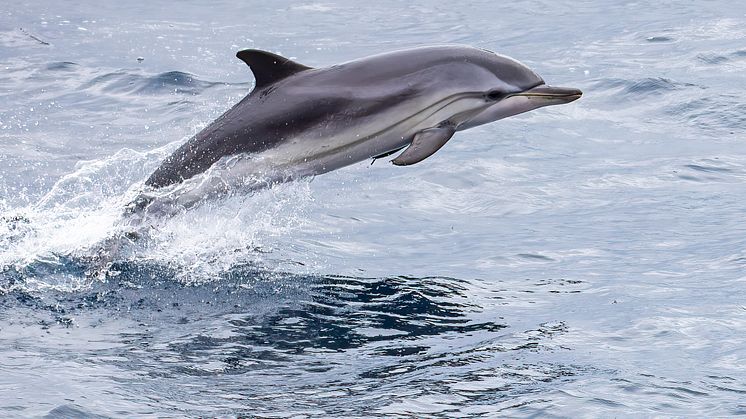 Dolphin from the ship