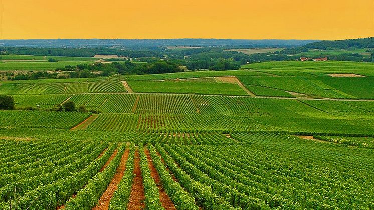 ABC – En inspirerande resa till vinidyllerna Alsace, Bourgogne, Champagne och Chablis!