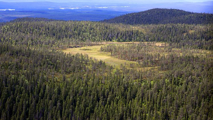 Delar av det 40 km2 stora område som skyddas när Nysundberget blev naturreservat. Foto: Länsstyrelsen/Anki Alfredéen