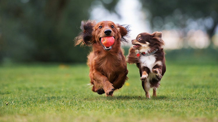 Att köpa hund är ett stort val - läs igenom Blockets tips för att göra ett tryggt köp