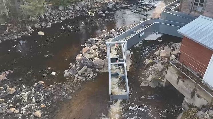 Ny uppfinning med flexibel fisktrappa i Storforsen 