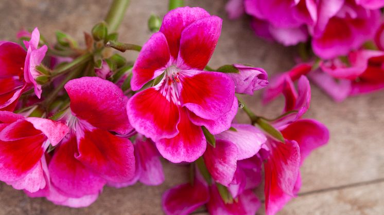 Årets Pelargon 2020 - en veritabel färgexplosion - Pelargonium  hortorum TANGO ’Deep Rose with Eye’