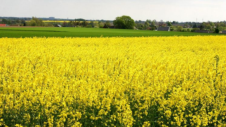 Nya svenska medborgare välkomnas lördagen den 11 juni 