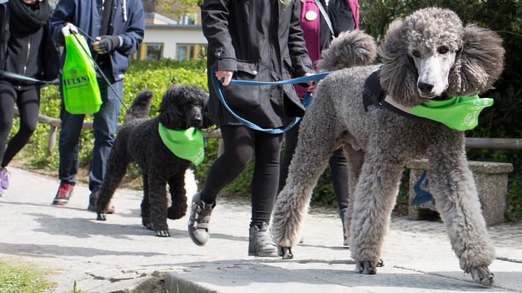 Charity Dog Walk 