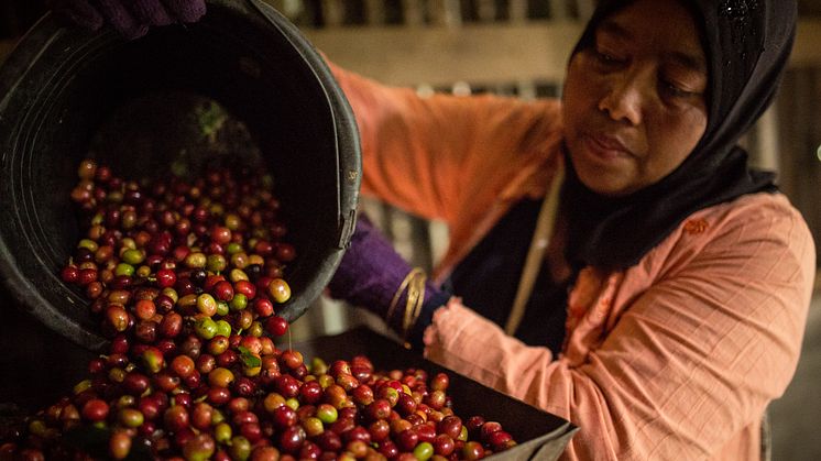 Ani, kaffeodlare på det Fairtrade-certifierade kooperativet Kopepi Ketiara i Indonesien. Foto: Nathalie Bertrams