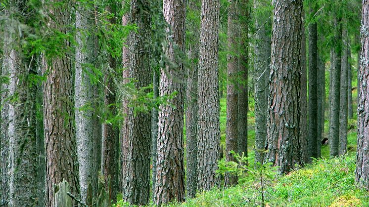 Landets virkesförråd fortsätter att öka visar statistik från Riksskogstaxeringen SLU.