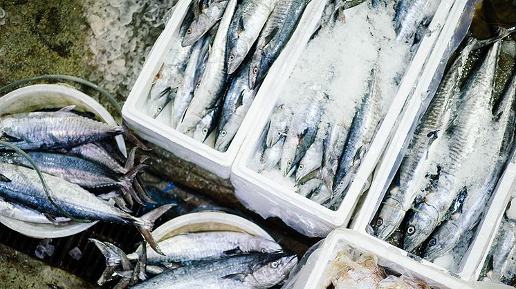 fish-boxes-market