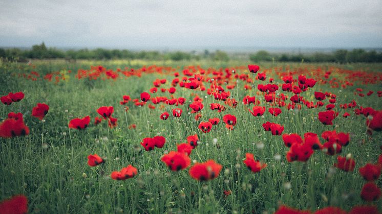 Poppy field