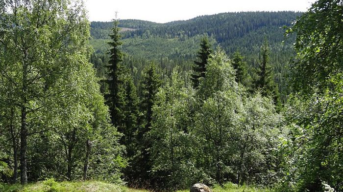 Fyra nya naturreservat i Värmland