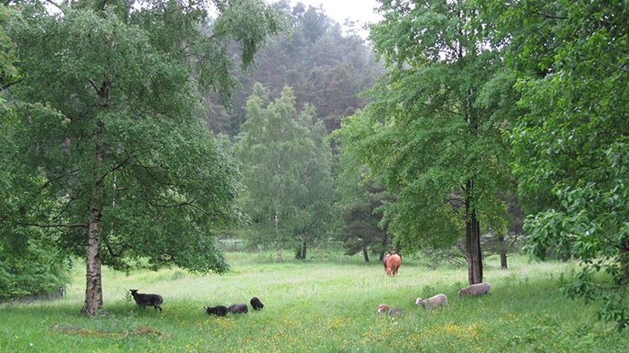 Det är Familjebostäder, Göteborgs stad och Bergsjön 2021 som står bakom arbetat att rusta upp Gärdsås mosse. Bild: Helena Engvall.