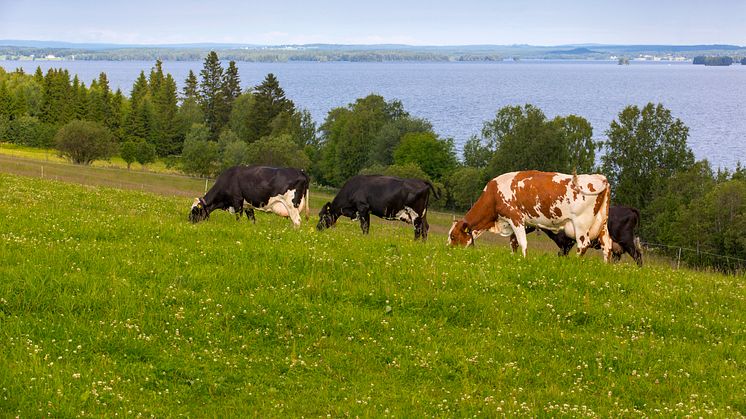 Norrländska kor betar.jpg