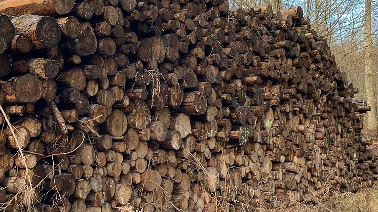 Afbrænding af træbaseret biomasse fra intensivt drevne skove i både Danmark og udlandet skove går ud over både klimaet og biodiversiteten. Foto af Jonas Schmidt Hansen