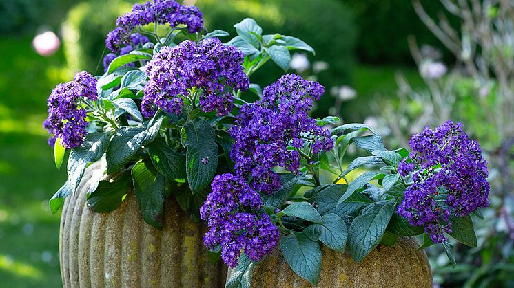 Det finns inte många växter i världen som kan mäta sig med en sådan mustig, mörkt blåviolett färg. Den fina och uppskattade färgen gör Heliotrop ganska unik bland sommarens utplanteringsväxter.