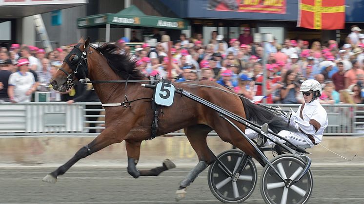 Dijon på Solvalla 2017. Foto: Lars Jakobsson/TR Bild