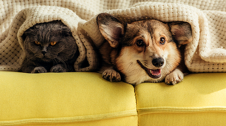 HUND OG KATT: Foreningen for omplassering av dyr har mange grasrotvenner.  Illustrasjonsfoto: Colourbox