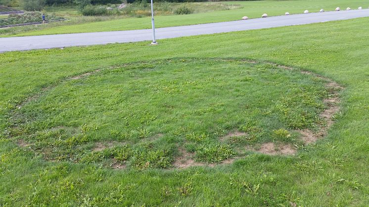 Historically, fairy rings have been associated with various supernatural notions, such as traces of witches’ cauldrons, dancing elves or other magical creatures. Credit: Markus Hiltunen