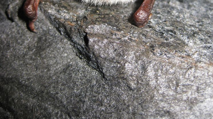 Internationella fladdermusnatten uppmärksammas i Taberg – Fladdermuscentrum och Tabergs Gruvguider arrangerar Batnight!