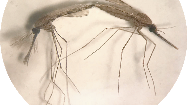 Två Anopheles-myggor under parning. Den vänstra är en hane och den högra en hona. Foto: Melika Hajkazemian