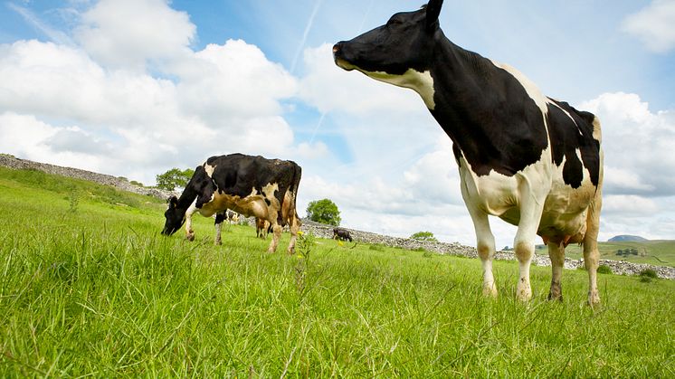 Arla kauft RTRS-Zertifikate für die gesamte Sojamenge in seinem Kuhfutter