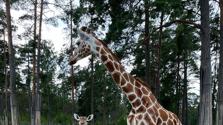 Giraffunge född på Kolmården