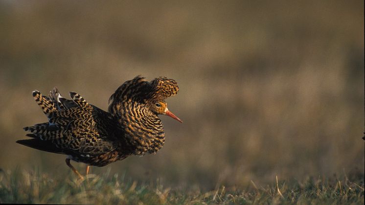A ’supergene’ underlies genetic differences in testosteron levels and sexual behaviour in male ruff