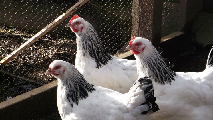 Free course on keeping chickens