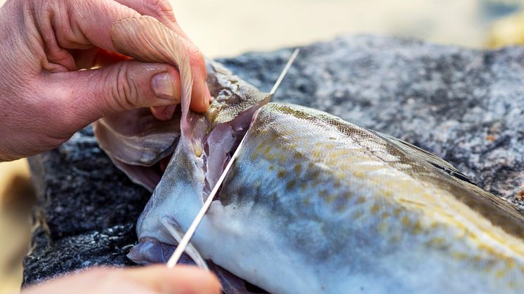 Strongest January for whitefish exports ever recorded. 