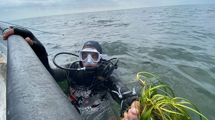 Nu planteras 5000 kvadratmeter ålgräs i havet utanför Åhus. 