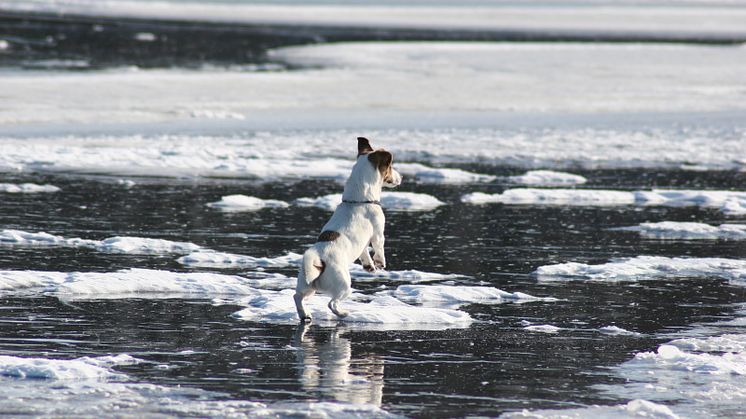 Akta er för tunna isar! 