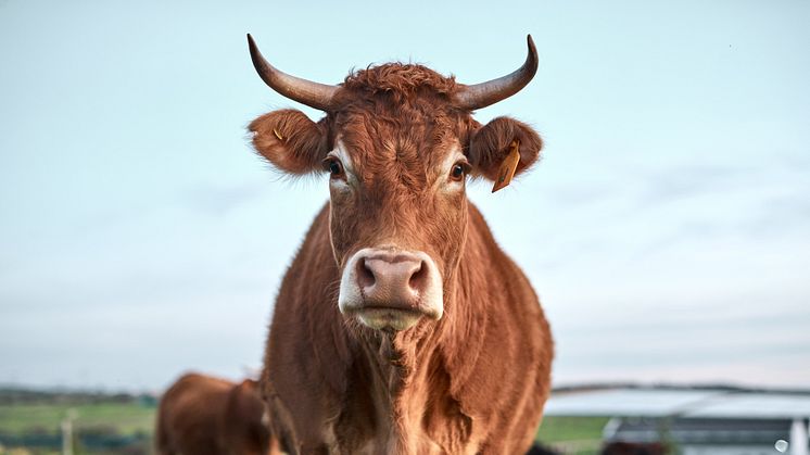 Imagen simbólica: Vaca (Copyright shutterstock PeopleImages com Yuri A)