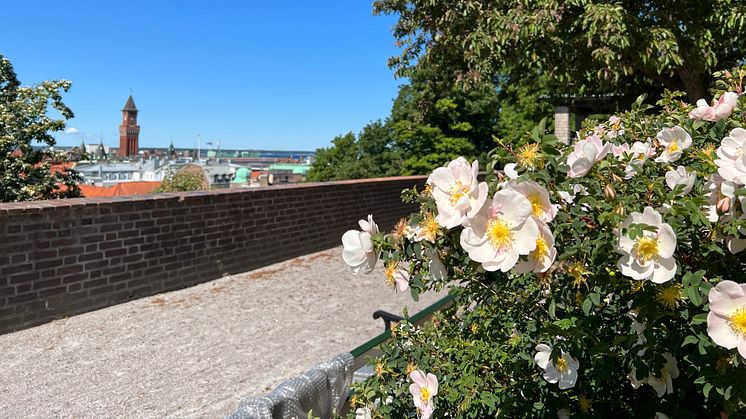 Välkommen till invigningen av Rosenträdgården tisdag 13 juni