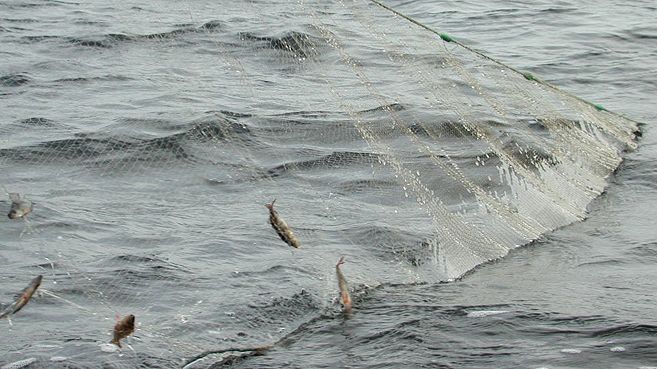 Under tre år fångar vi in fisk för att undersöka miljögifter