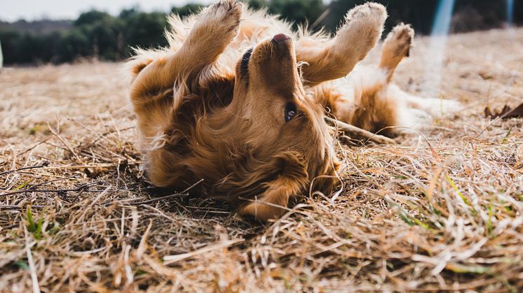 Tag hånd om din hunds komfort og velvære med et dækken