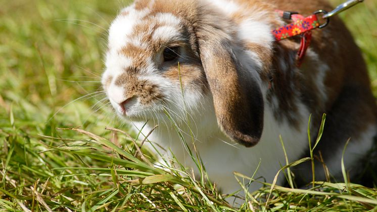 Kaniner drabbas av dödligt virus 