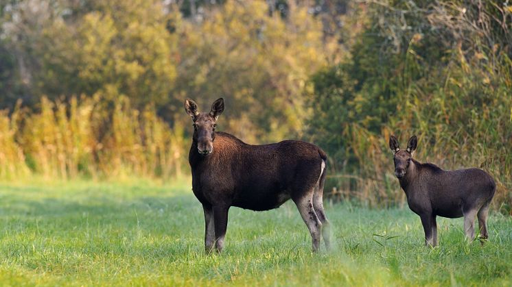 Älgförvaltningen i Dalarna - nya mål och riktlinjer i ny rapport